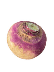 Purple and white turnip