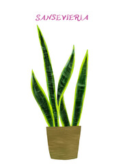 室内の観葉植物　トロピカル　サンセベリア