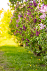Idyllic spring background with blossoming lilac bushes flowers. Big lilac branch blooming at sunset. Bright blooms of spring lilacs bush. Blue lilac flowers close-up on blurred background.