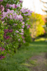 Obraz premium Idyllic spring background with blossoming lilac and pink bushes flowers. Big lilac branch blooming at sunset. Bright blooms of spring lilacs bush. Blue lilac flowers close-up on blurred background.