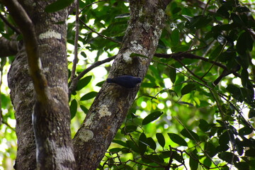 Amazing Wildlife of Sri Lanka