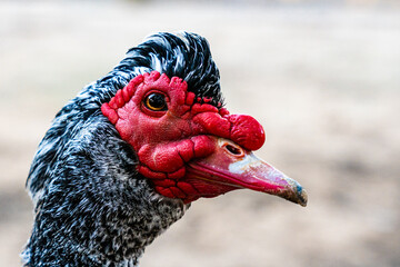 Cairina moschata duck with red head and black and white feathers 