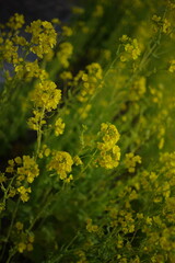 Dedicated to the next future..