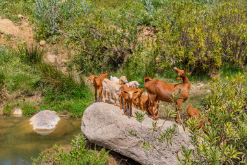 Goats in Andaluzia, Spain