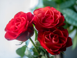 Three red roses are in a vase