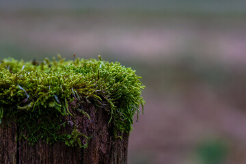 Hypnum cupressiforme, cypress-leaved plaitmoss or hypnum moss on a brown pole.