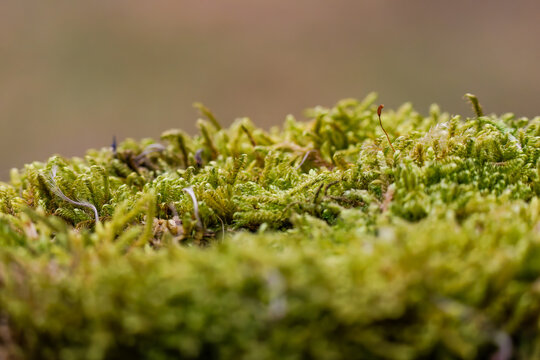 Hypnum cupressiforme, cypress-leaved plaitmoss or hypnum moss in a wilderness wood