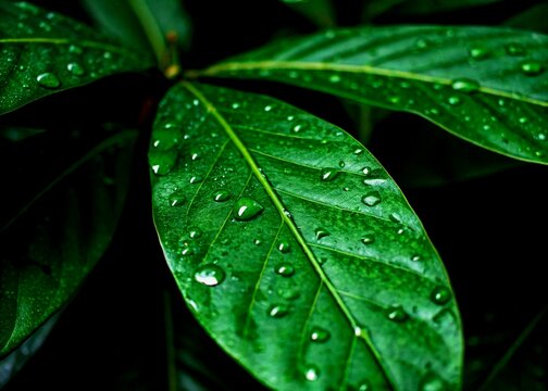 Close up of green leaves with water drops on dark background - Powered by Adobe