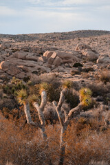 JOSHUA TREE