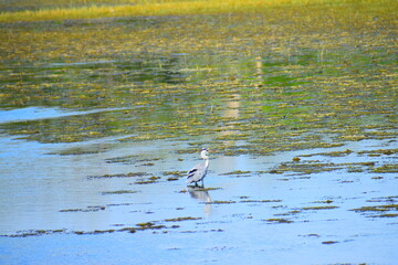 Amazing Wild Life of Sri Lanka