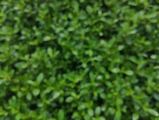 Abstrack bokeh nature background, green foliage of the forest, Green nature in blurry style for creative design