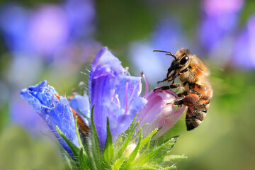 Honigbienen (Apis) sitzt auf blauer Blüte 
