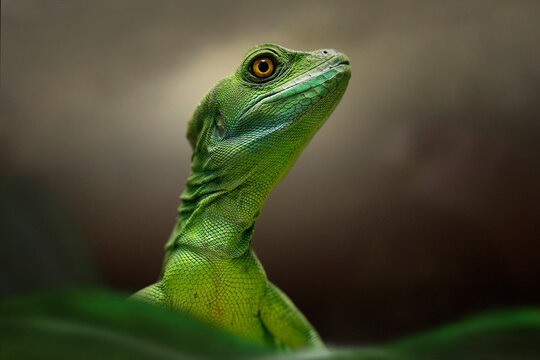 Helmbasilisk (Basiliscus basiliscus) Schuppenkriechtier