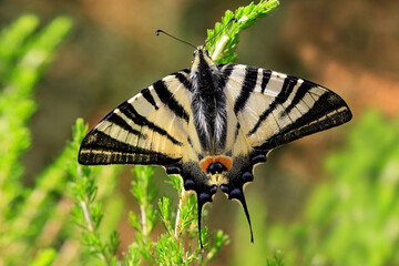 Segelfalter  (Iphiclides podalirius) sitzt auf grünem Blatt 