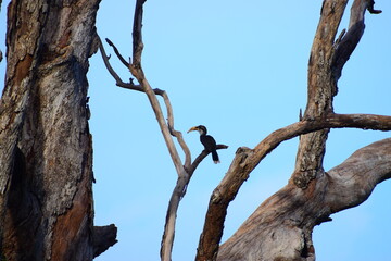 Amazing Wild Life of Sri Lanka