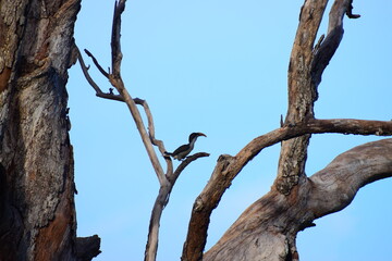 Amazing Wildlife of Sri Lanka