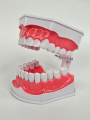 Dental model showcasing human teeth structure and articulation mechanism for educational purposes concept