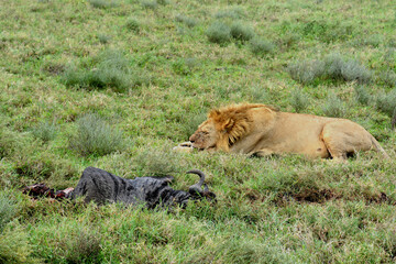 Lion après s'être repu d'un gnou