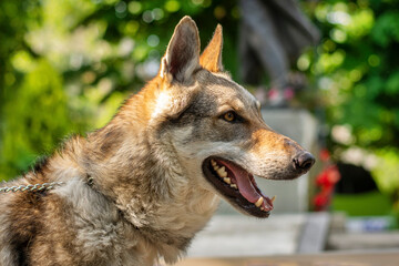 Close up of a  Czechoslovakian Wolfdog in a dog show