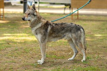 Czechoslovakian Wolfdog posing on a leash