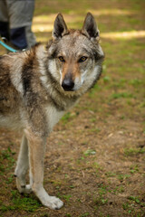 Outdoor portrait of a Czechoslovakian Wolfdog
