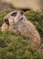 Meerkat - portrait