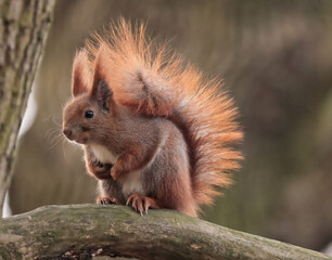 Eurasian red squirrel (Sciurus vulgaris) in the park © Klimczak-Krajewska