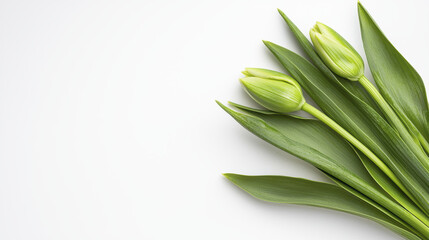 Fototapeta premium Fresh green tulips with leaves on white background, symbolizing spring arrival and renewal