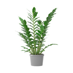 Free PNG 3d illustration of Zamioculcas-zamifolia 3 tree frontal isolated transparent background perfectly cutout high resolution