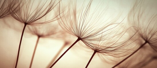 Delicate dandelion flower seeds against a soft beige background with subtle vintage tones and elongated wispy strands positioned centrally.
