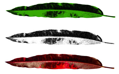 Fototapeta premium A high-contrast halftone style PNG illustration featuring a leaf with a transparent background. The design uses bold color and a retro, graphic print aesthetic. Ideal for poster and design project.