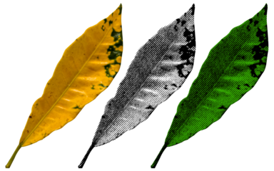 A high-contrast halftone style PNG illustration featuring a leaf with a transparent background. The design uses bold color and a retro, graphic print aesthetic. Ideal for poster and design project.