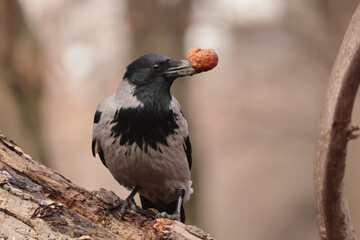 Nuts are not only a delicacy for squirrels