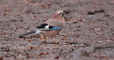 The Eurasian jay and sunflower seed