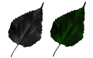 A high-contrast halftone style PNG illustration featuring a leaf with a transparent background. The design uses bold color and a retro, graphic print aesthetic. Ideal for poster and design project.