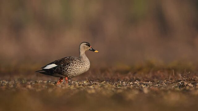 A captivating close-up of a spotted duck gracefully walking across a natural, slightly out-of-focus, marshy or wetland area.