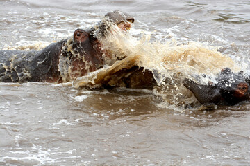 Obraz premium Hippopotames en combat féroce dans une rivière de la savane africaine, montrant leur puissance.