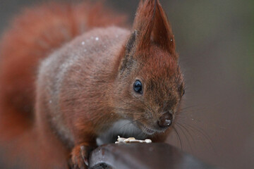red squirrel in the park © Klimczak-Krajewska