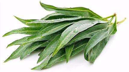 Obraz premium paniculata leaves with dew drops, creating a fresh and natural appearance, suitable for health and wellness themes. Andrographis paniculata, plant, flower, leaves, Thai herbs Andrographis paniculata, 