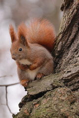 squirrel in the park © Klimczak-Krajewska