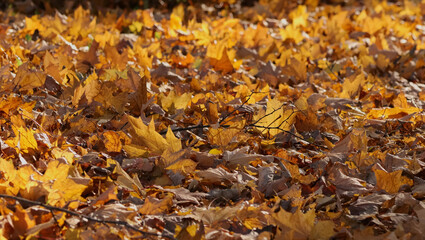 Autumn leaves background