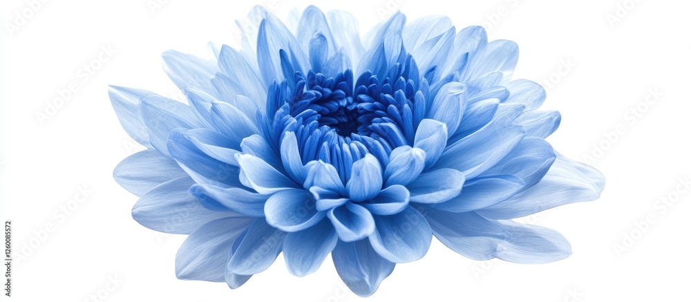 Aufkleber blue chrysanthemum flower with layered petals in soft blue tones centered on a white isolated backgr