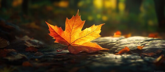 Close up of a vibrant yellow maple leaf on a textured surface illuminated by soft golden autumn...