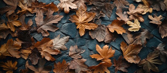 Autumn leaves arrangement on dark blue backdrop with warm brown and golden tones showcasing flat lay composition and ample copy space
