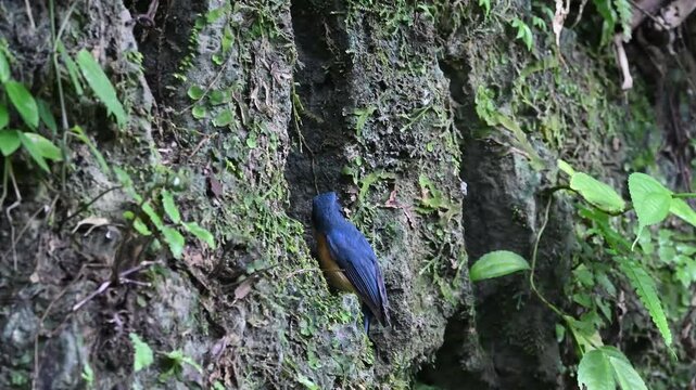 adult male Cyornis banyumas or the javan blue flycatcher bird in front of the nest