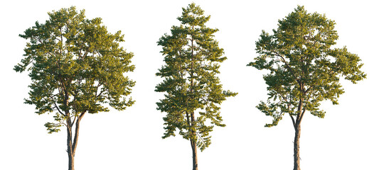 Swida Walteri (Cornus walteri, Walter's dogwood) deciduous shrub or small tree isolated png on a transparent background premium realistic cutout