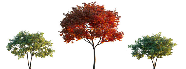Koelreuteria paniculata flowering tree and bush isolated png on a transparent background premium cutout (Golden Rain Tree, Goldenrain Tree, Panicled Golden Raintree, Pride of India, Varnish Tree)