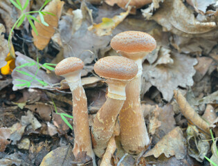Edible mushrooms honey agaric (Armillaria mella)