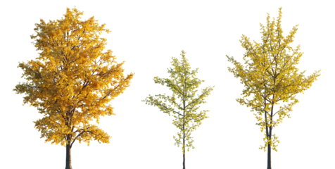 Ginkgo biloba trees isolated png in sunset lighting on a transparent background premium realistic cutout (maidenhair tree, ginkgo or gingko) 