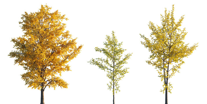 Ginkgo biloba trees isolated png in sunset lighting on a transparent background premium realistic cutout (maidenhair tree, ginkgo or gingko) 